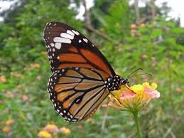 Butterfly Kuangsi Waterfalls